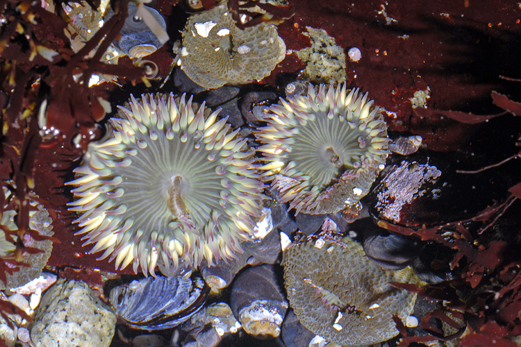 Anthopleura elegantissima